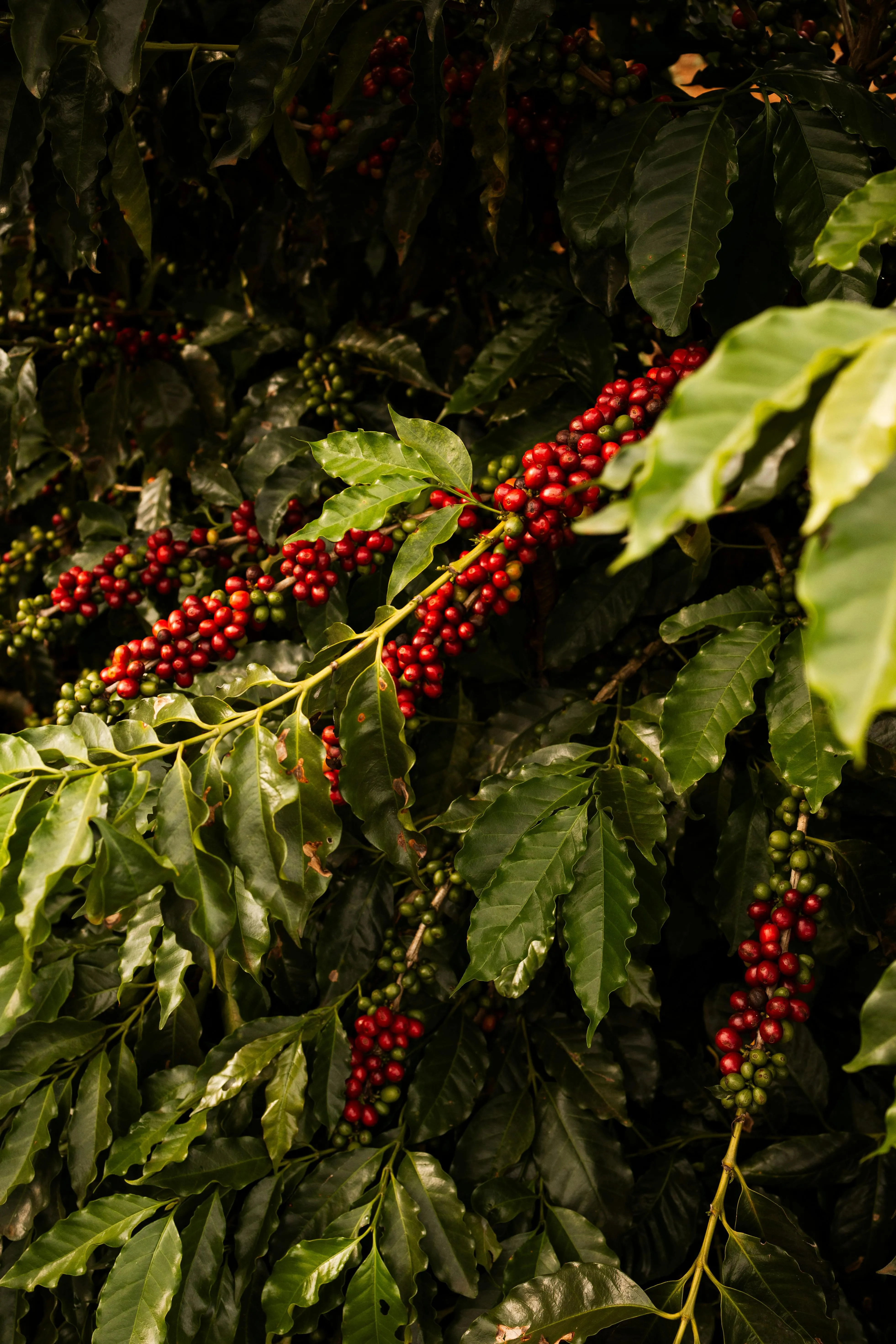 Origin: Ethiopia Sidamo Bensa